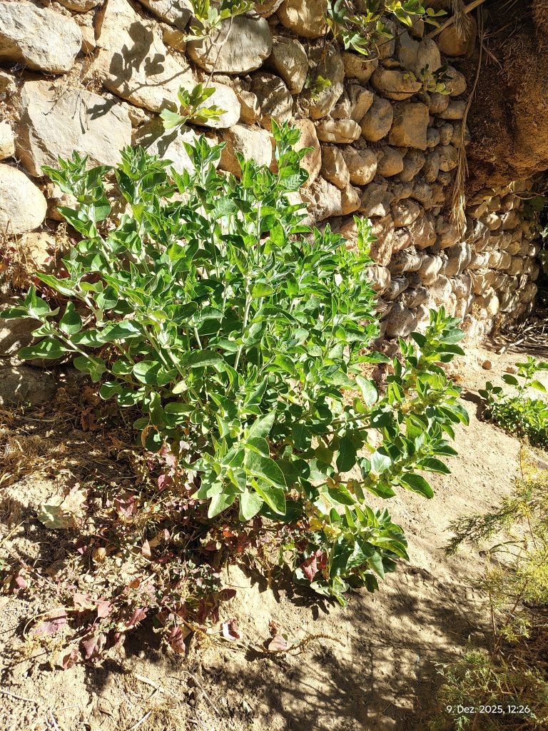 Groene plant tegen stenen muur